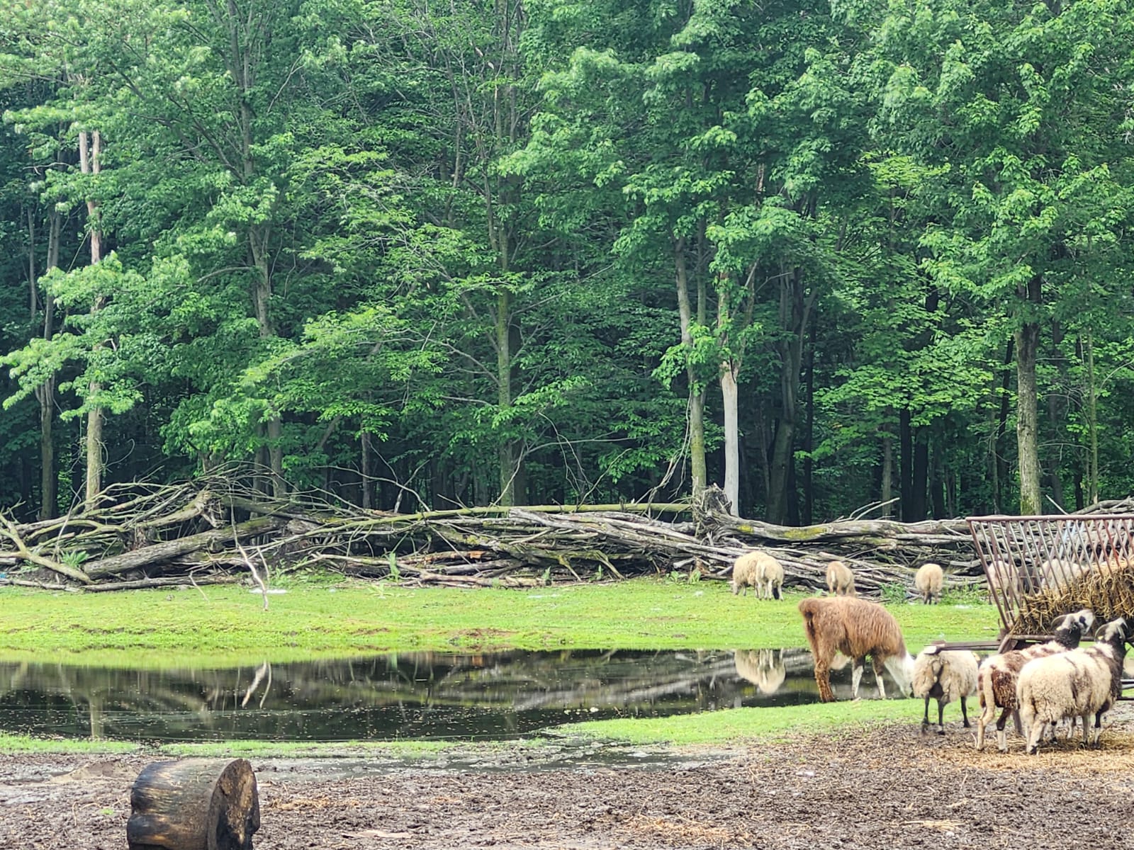 Llama and sheep grazing by the pond in our pasture
