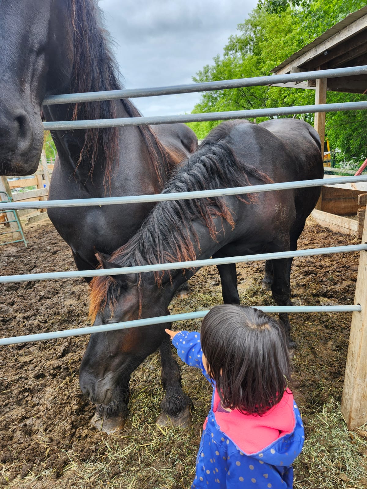 A curious child meeting one of our farm horses